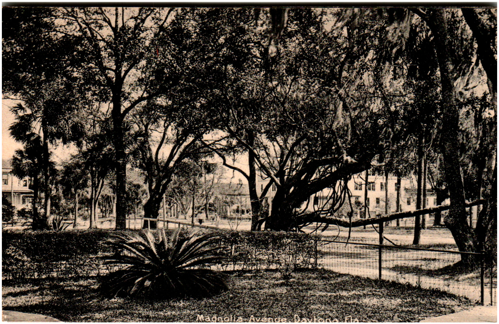 Postcard Vintage RPPC Magnolia Avenue Daytona, FL Undivided Back