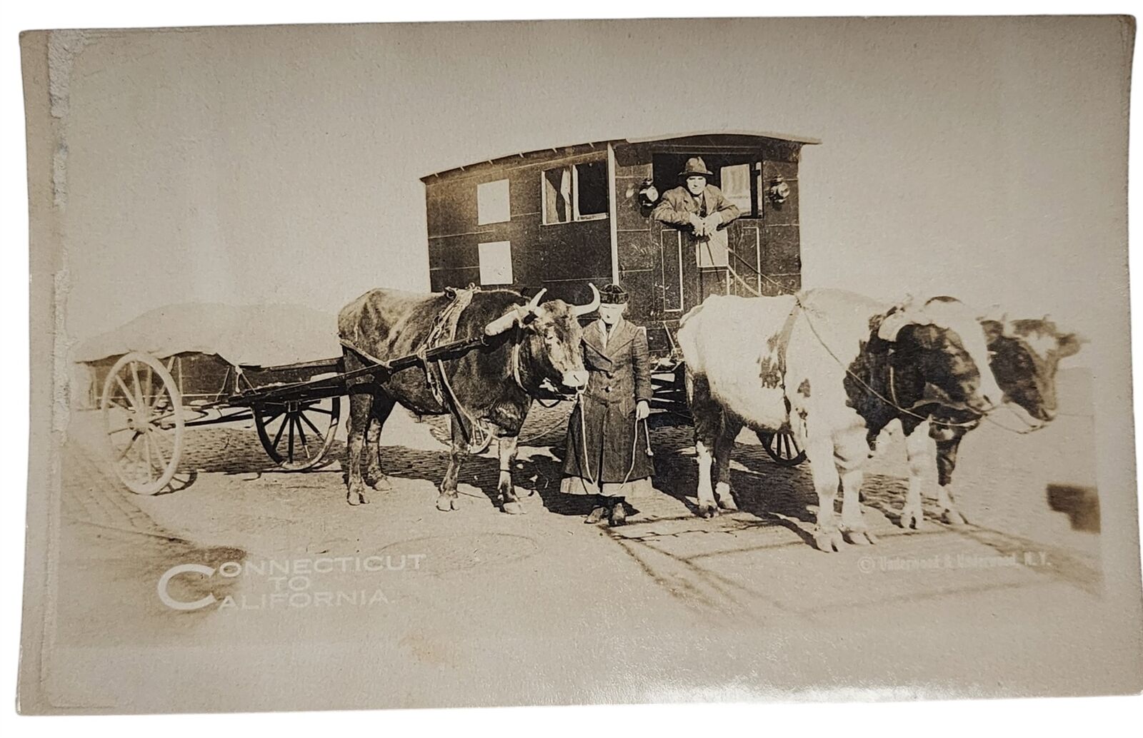 vintage RPPC early TRAVEL COW STEER WAGON connecticut to california PHOTO