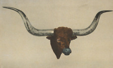 Worlds Largest Steer Horns - Albert's Buckhorn Saloon White Border VTG Post Card picture