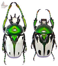 Ranzania bertolonii PAIR 28-32mm,UNMOUNTED beetle picture