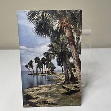 Postcard St. Petersburg Florida Linen Palm Trees Beach Unposted picture
