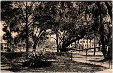 Postcard Vintage RPPC Magnolia Avenue Daytona, FL Undivided Back picture
