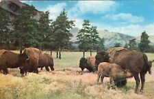 Buffalo Bison Unposted Vintage Postcard Old West Herd picture