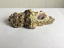 fossil petrified wood conglomerate rare unique agatized opalized one of a kind picture