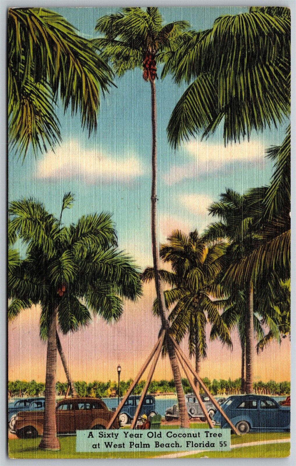 Vtg West Palm Beach Florida FL Sixty Year Old Coconut Tree 1930s View Postcard