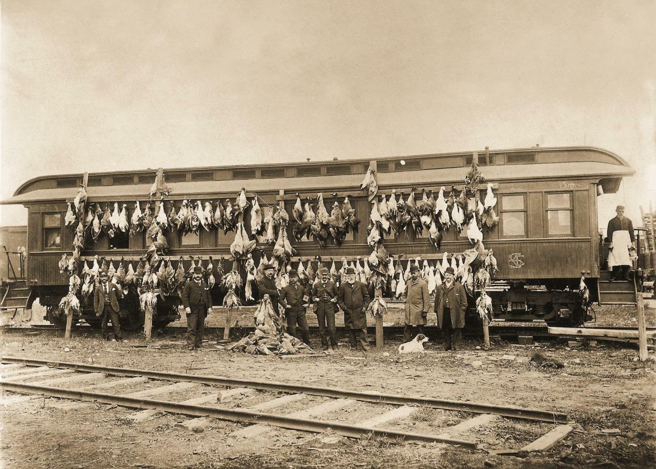 Antique Photo ... Railway Hunting Car , Goose Hunting ... Photo Print 5x7