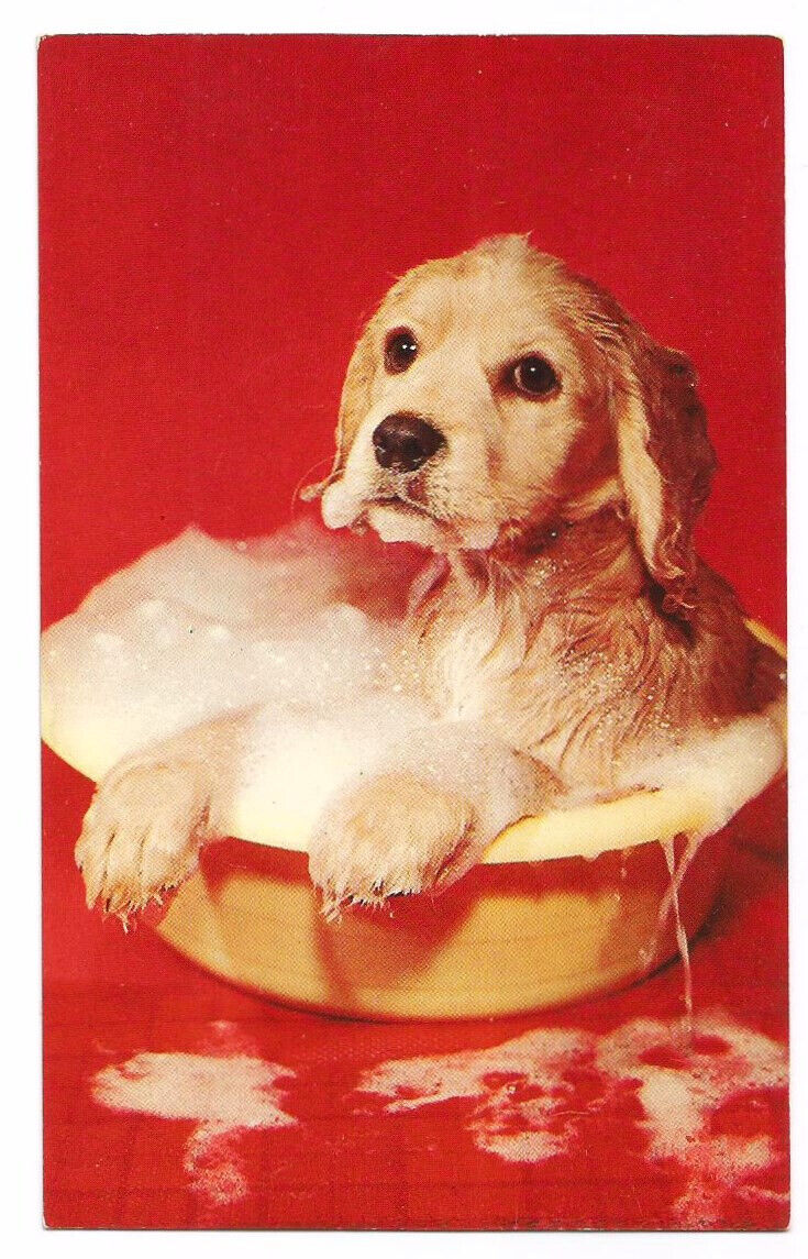 Puppy Dog Postcard Bath Pets