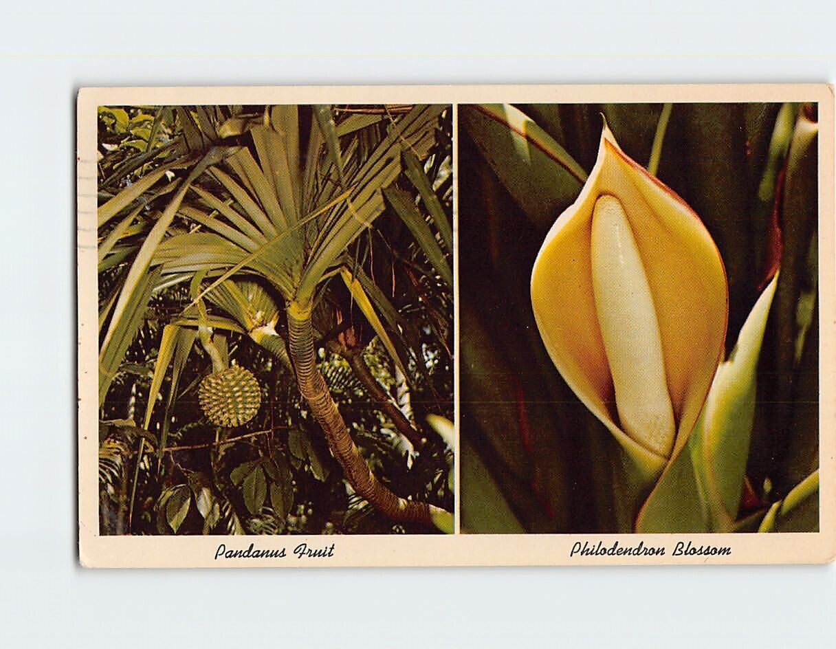 Postcard Pandanus Fruit & Philodendron Blossom Tropical Plants in Florida USA