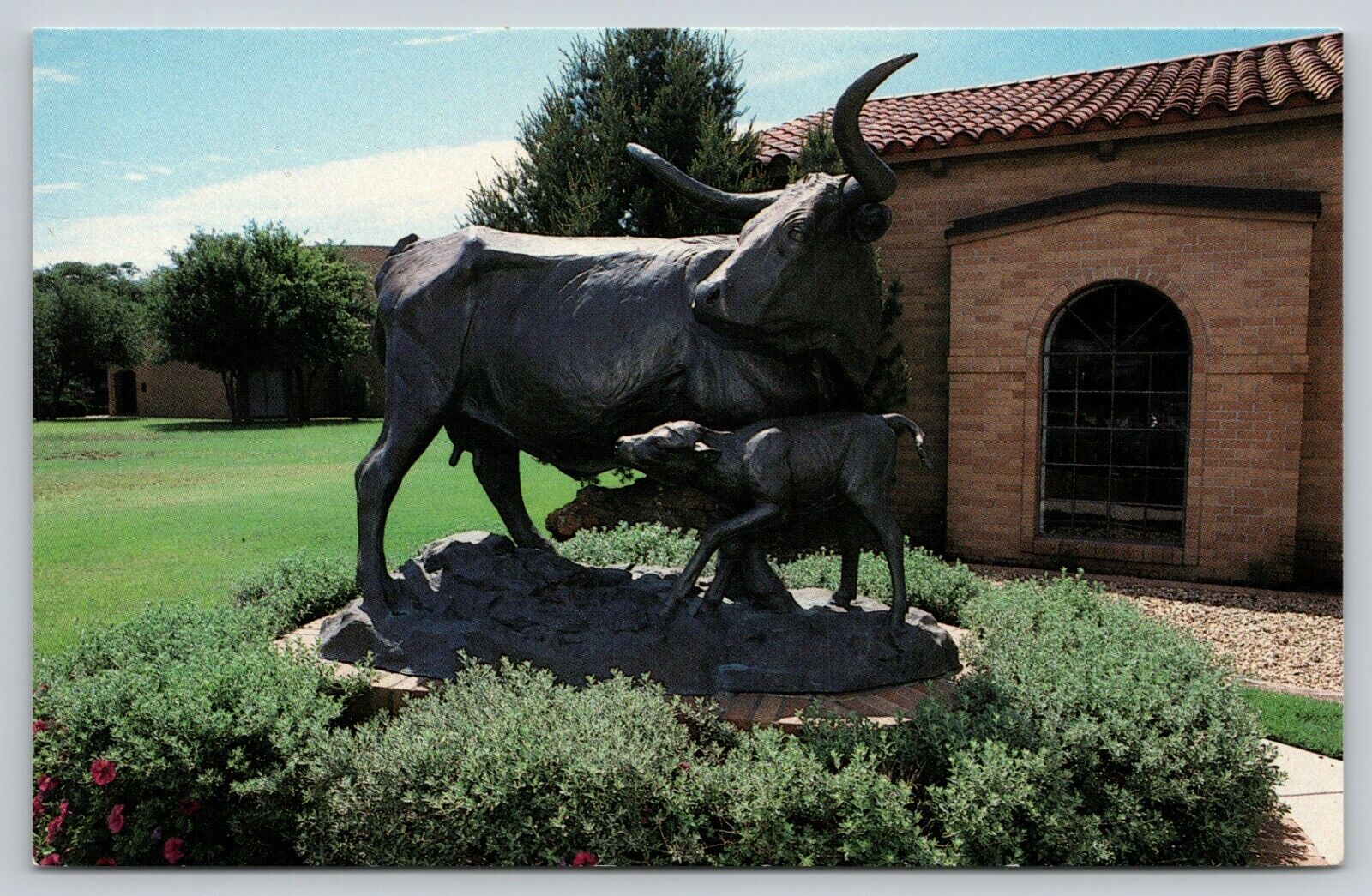 Postcard TX Midland Old Maude Bronze Monument Longhorn Cow A15