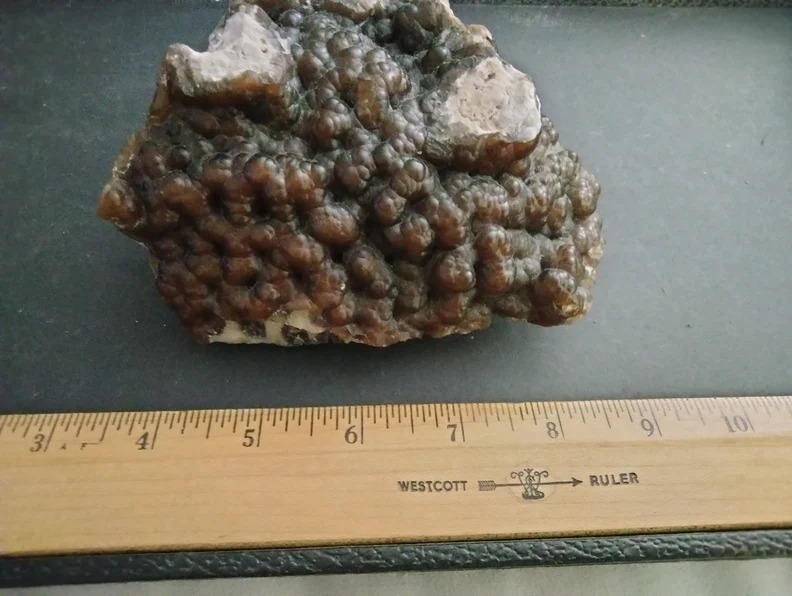 Large fossilized Coral specimen from Tampa Bay, Florida - Beyond Rare