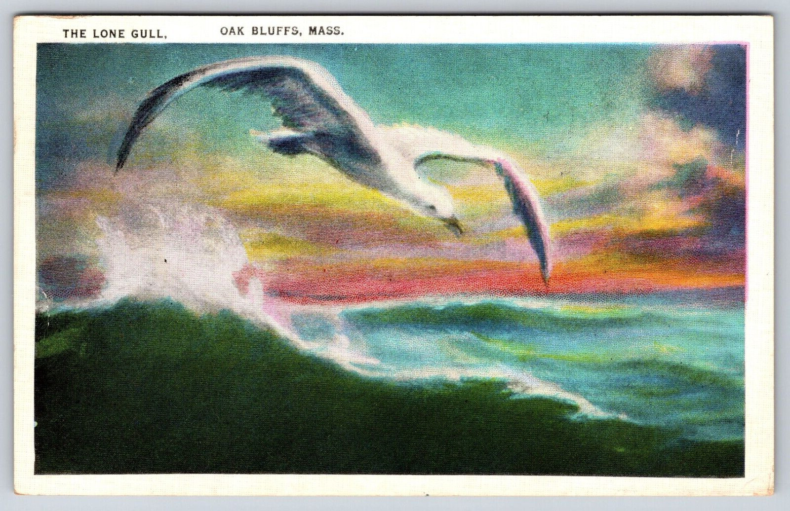 Original Old Vintage Postcard The Lone Gull Bird Oak Bluffs, Massachusetts USA