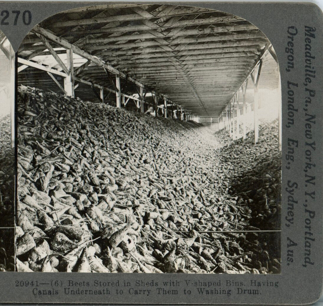 CANADA, Beets Stored in Sheds--Keystone Ed. Set Stereoview #270