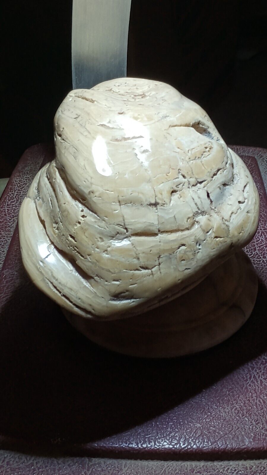 Rare Large 30 Million Year Old Oyster Polished  Stunning Specimen 73/4\