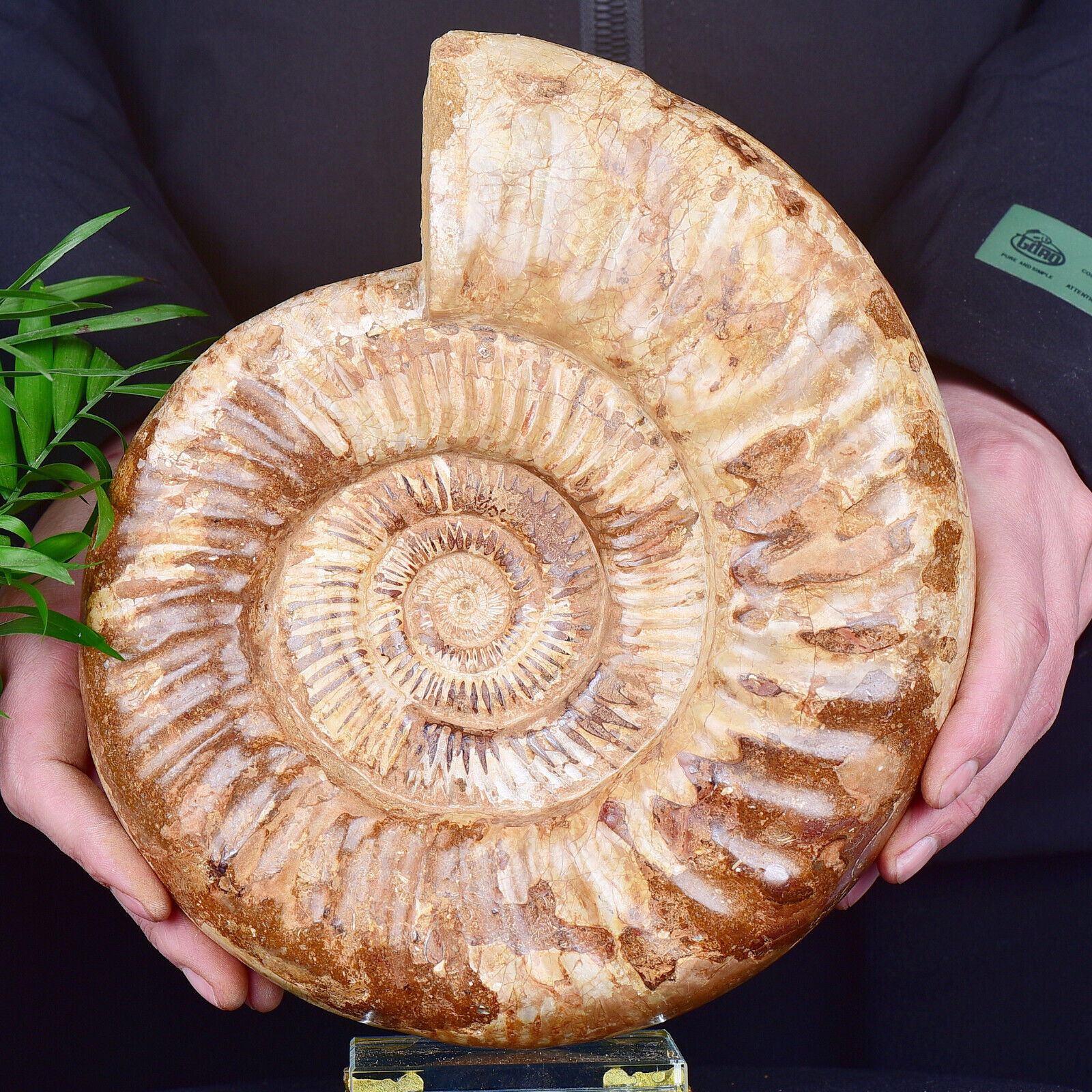7.91LB Natural Ammonite Fossil Conch Quartz Crystal Specimen