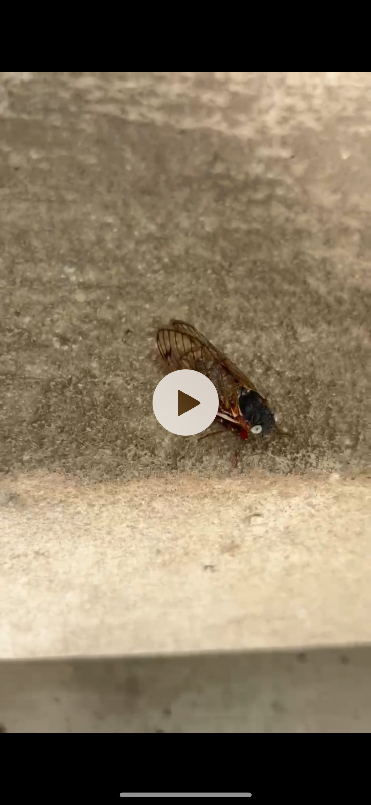 Real life Blue Eyed Cicada