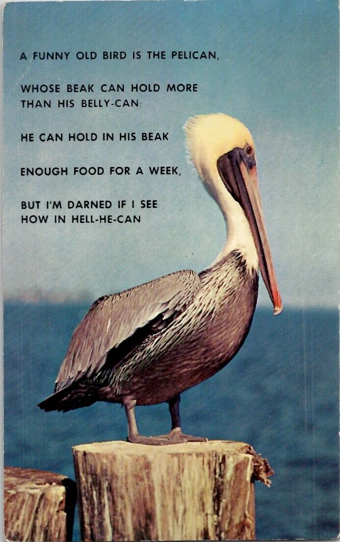 A Pelican in Florida Vintage Postcard Spc10