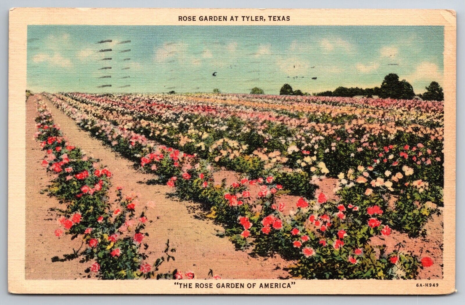 Vintage Postcard TX Tyler Rose Garden c1937 -6084