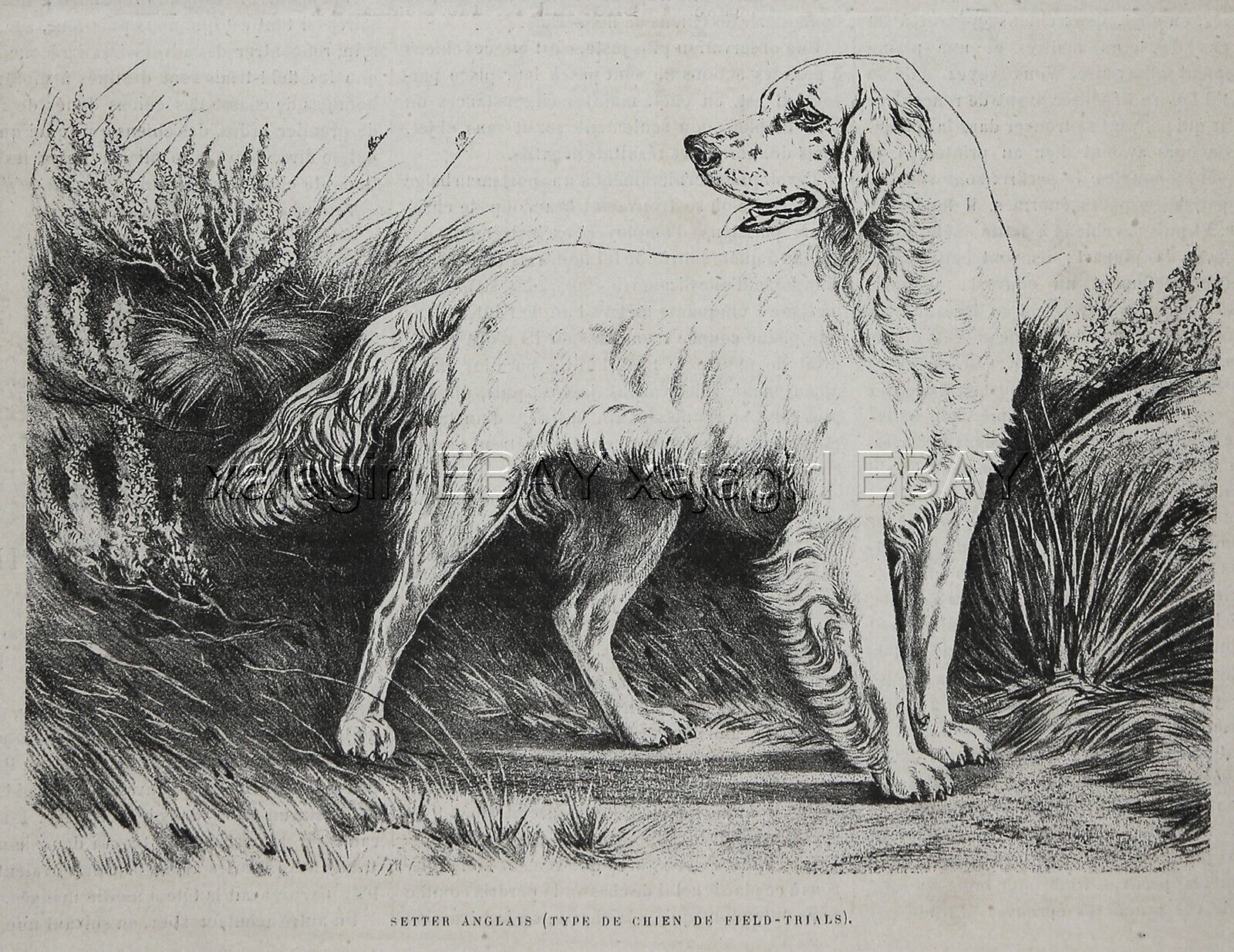 Dog English Setter (Breed Named) at Field Trials, 1880s Antique Print