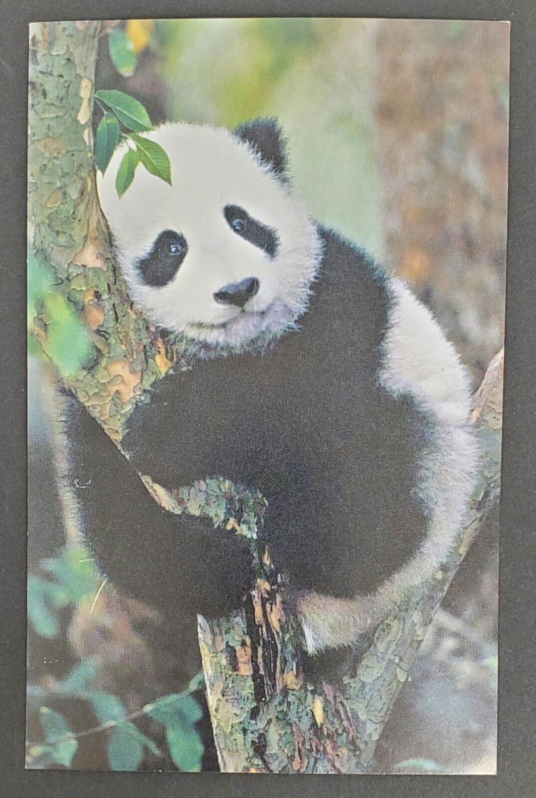 Zoological Society of San Diego Panda San Diego Zoo Wild Animal Park Postcard