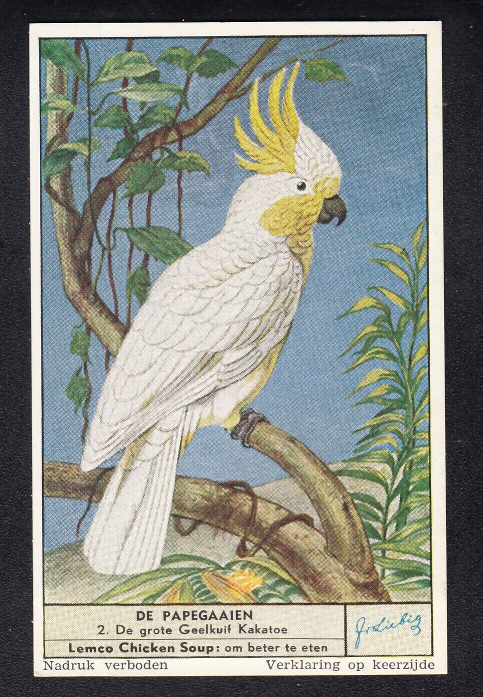 Beautiful  1954 Parrot Trade Card COCKATOO  
