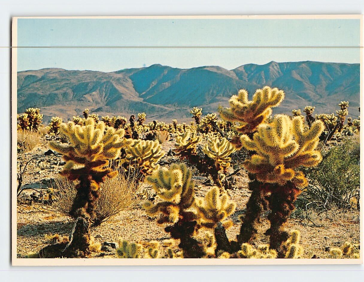 Postcard Teddy Bear Cholla Cactus