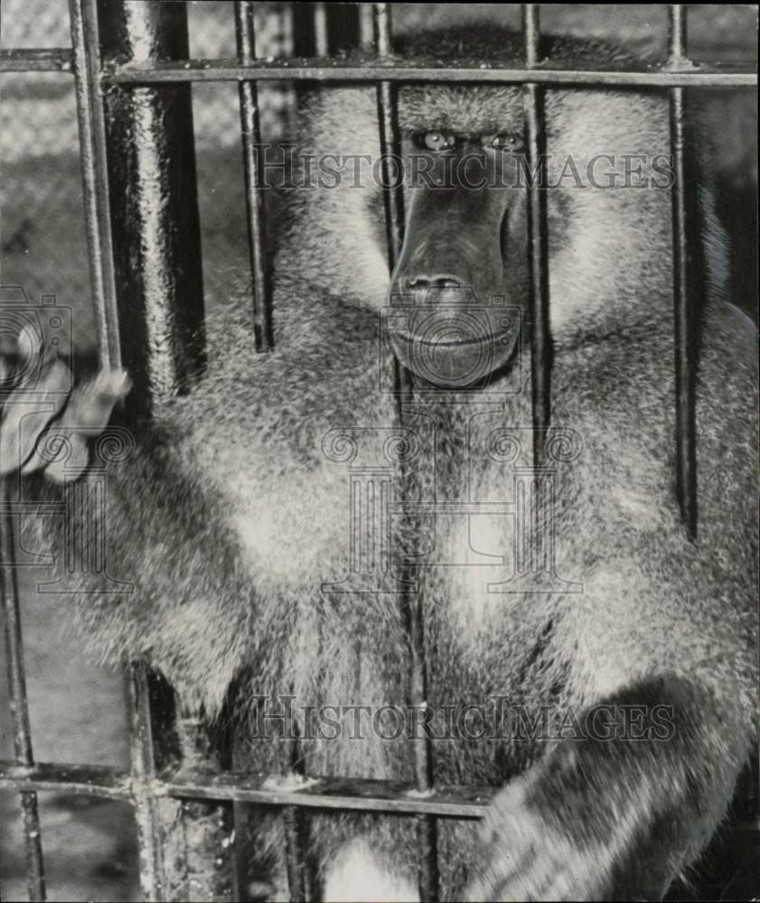 1951 Press Photo Baboon in cage - lra82126