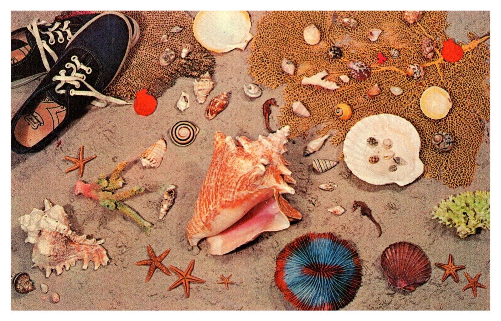 FL Florida Shells, Coral, Sea Treasures Chrome Postcard