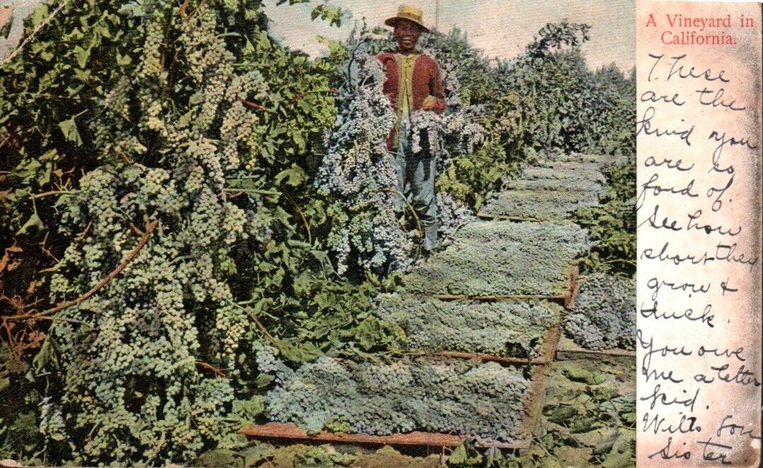 Postcard, A Vineyard in California, Made in Germany