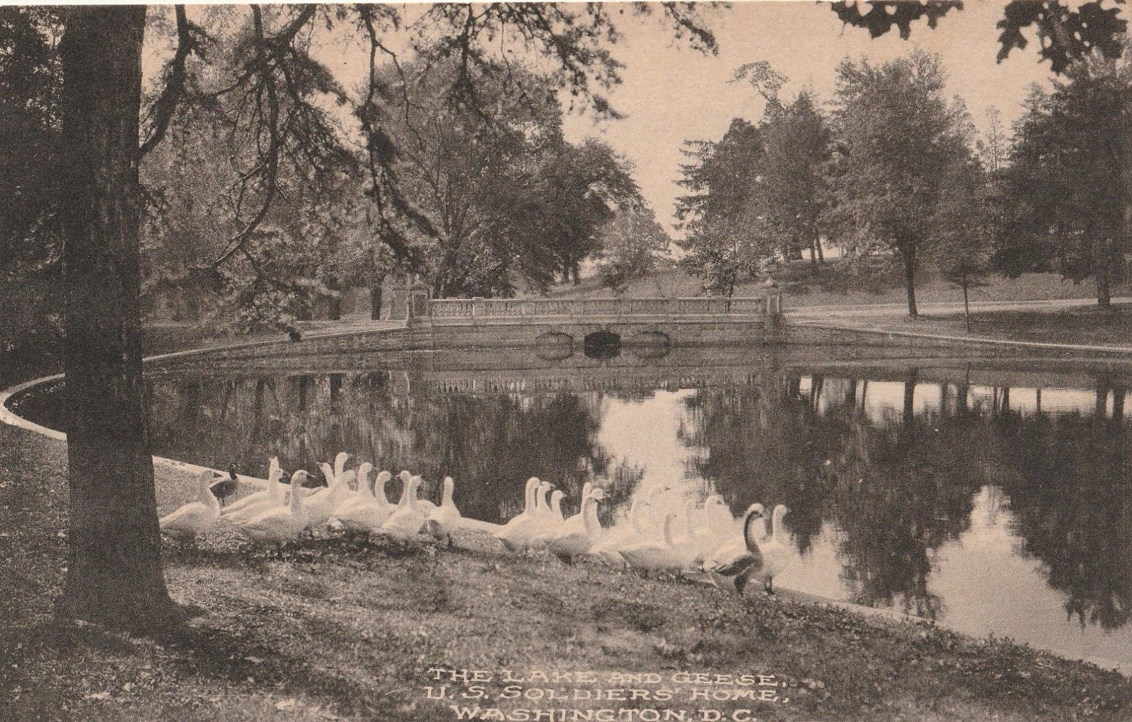 Vintage Postcard The Lake and Geese U.S. Soldier\'s Home Washington, DC B&W Photo