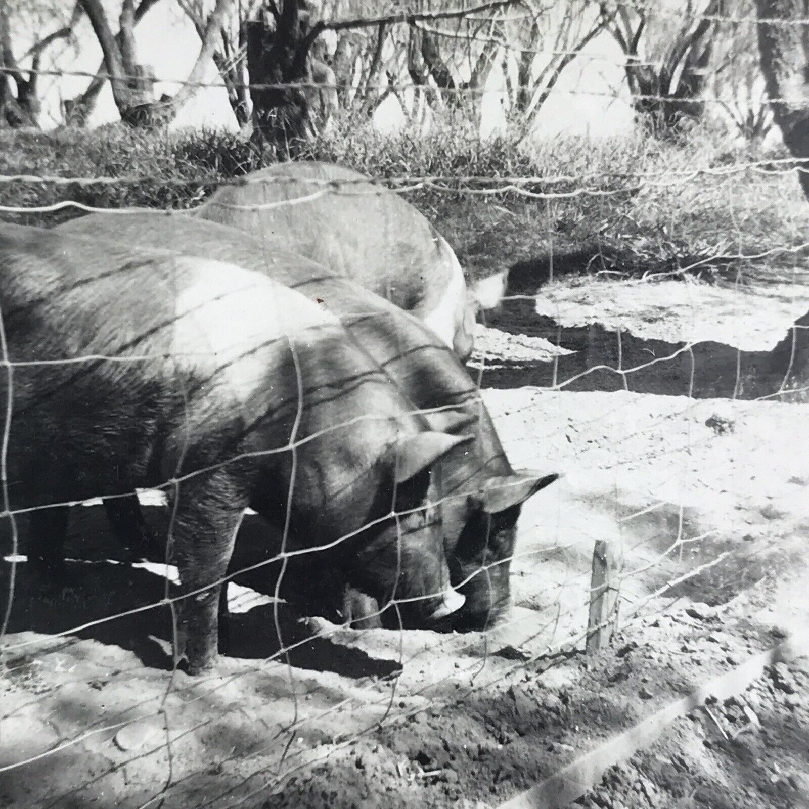 Vintage 1959 Black and White Photo Adult Pigs Eating Food Fence Farm Pets Animal