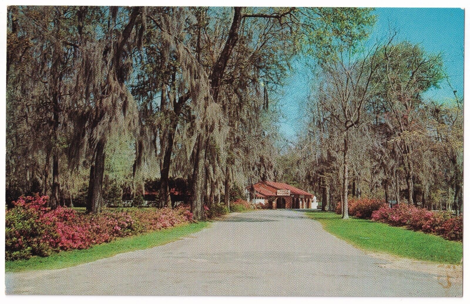 Post Card Entrance to Beautiful Wakulla Springs Tallahassee Florida