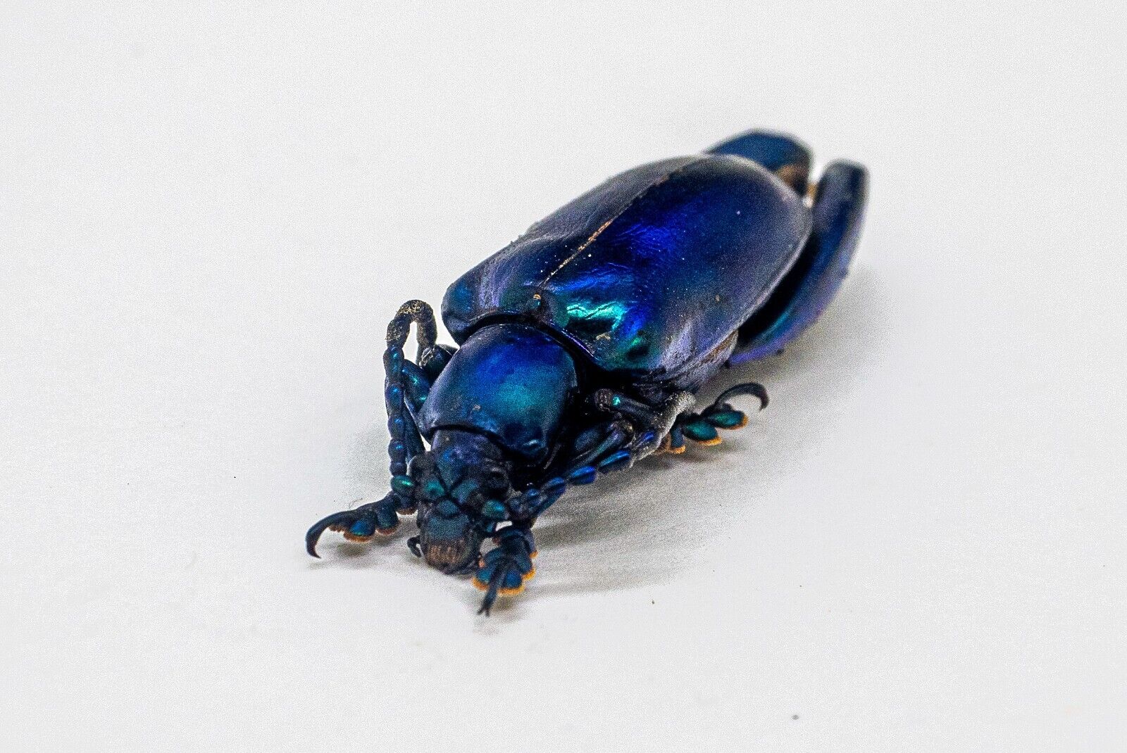 Beetle - Chrysomelidae - Sagra longicollis - Blueish Form - Chiangmai, Thailand