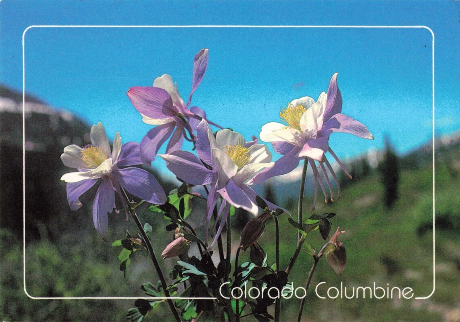 Brighton CO, Columbine Colorado\'s State Flower, Vintage Postcard