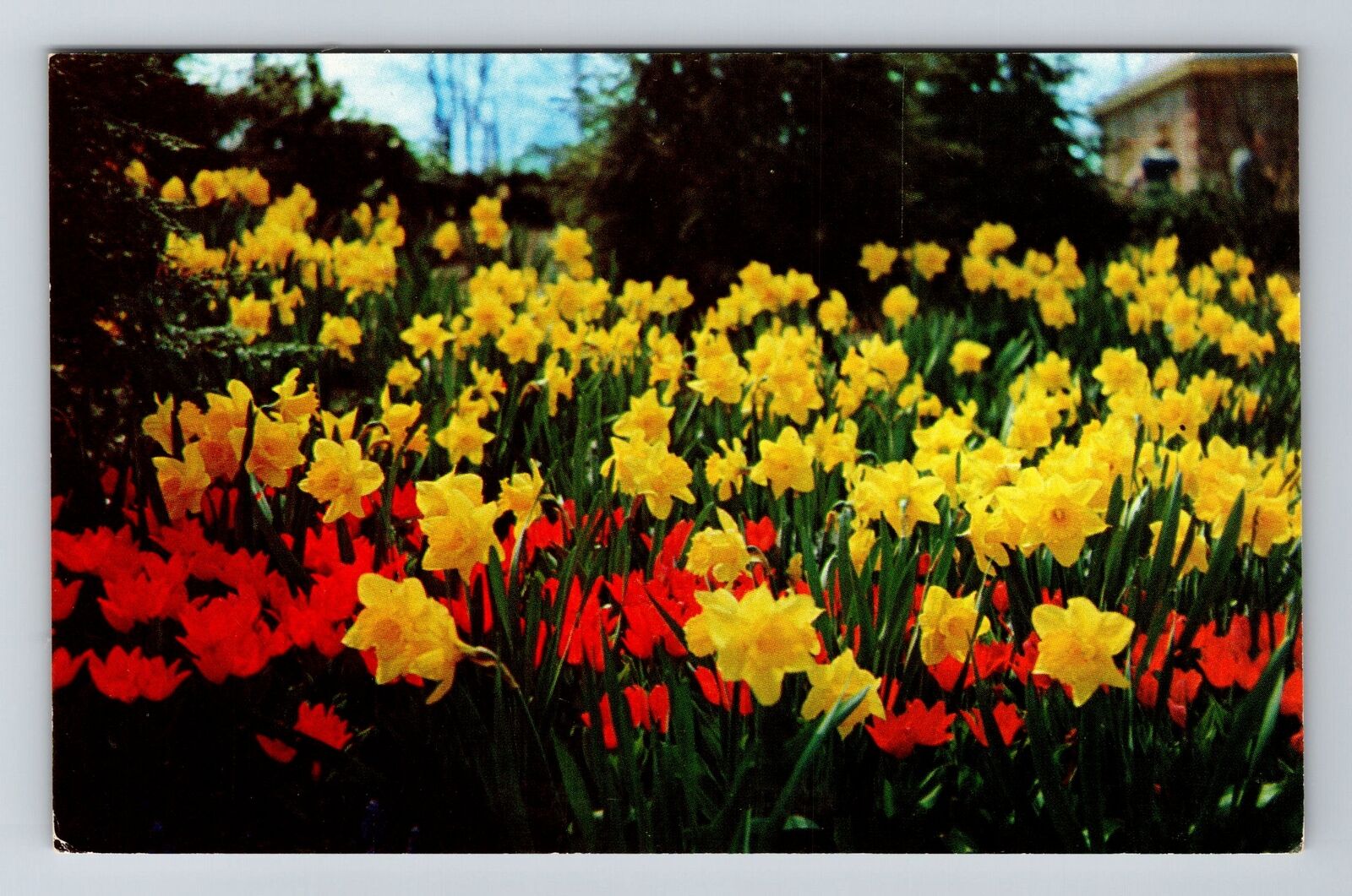 Mansfield OH-Ohio Kingswood Center Daffodils Antique Vintage Souvenir Postcard