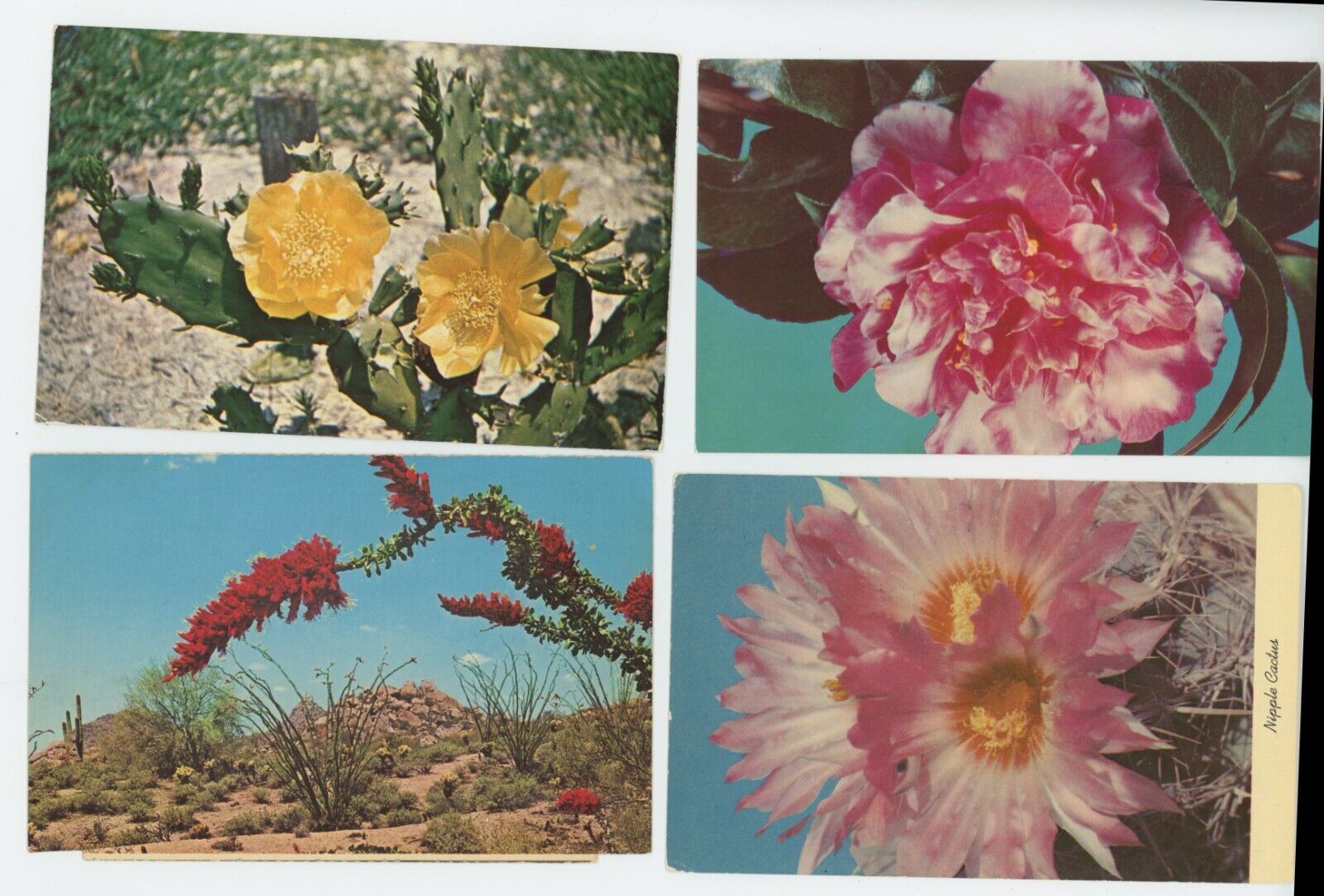 Desert Flower Bloom cactus scenes lot of 4 Postcards