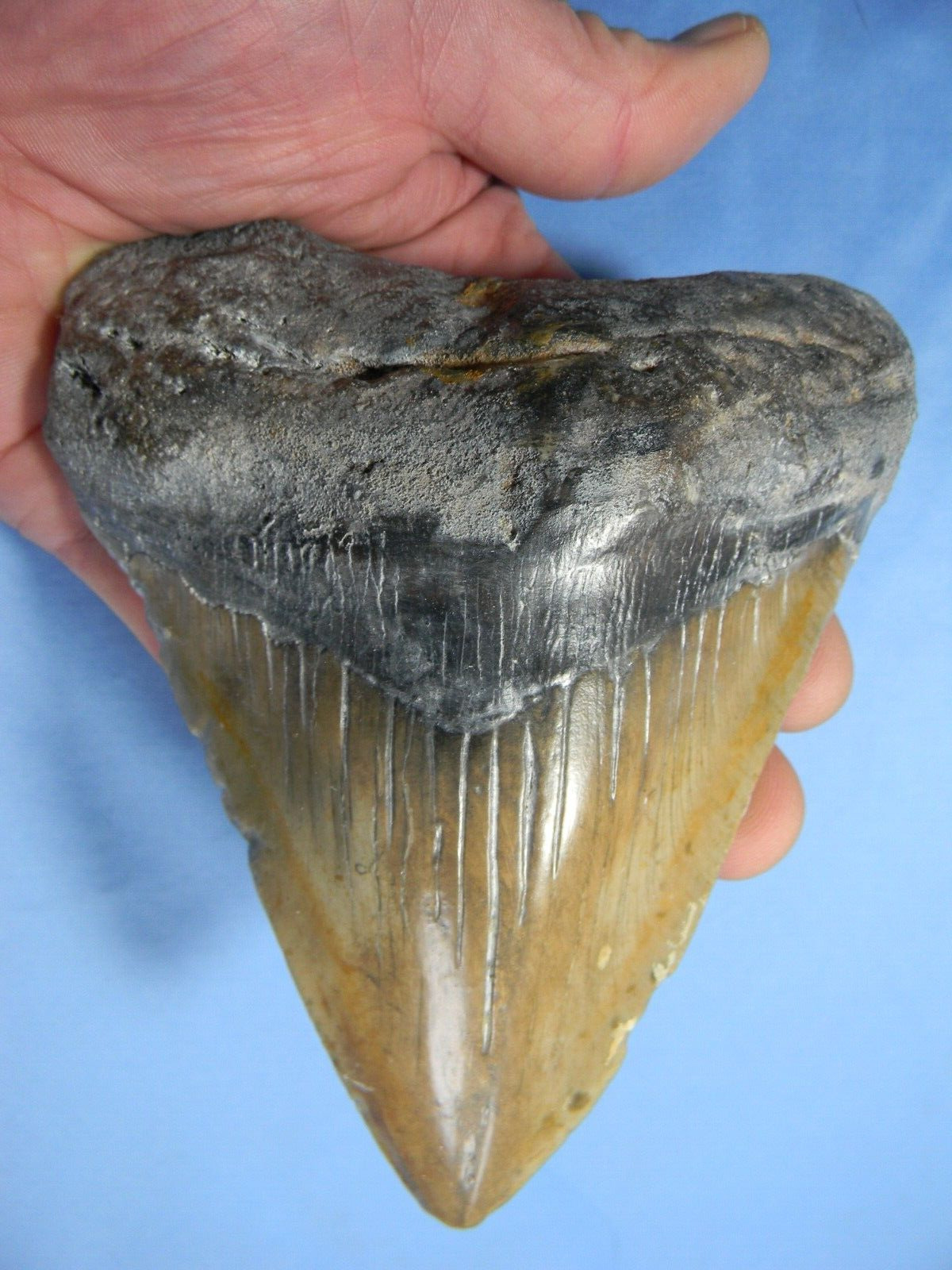 VERY LARGE  5 5/16  INCH  MEGALODON SHARK TOOTH FOSSIL