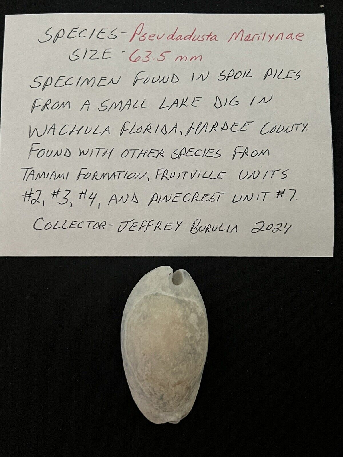 EXTINCT Fossilized COWRIE Shell ( Pseudadusta Marilynae ) From Central Florida 