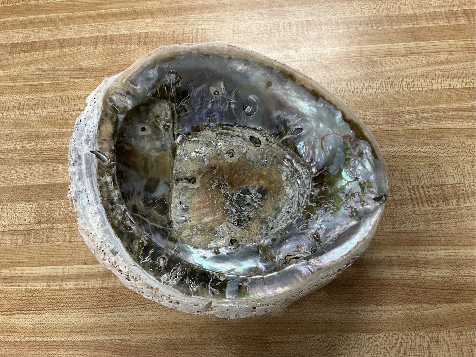 Large Beautiful Abalone Shell Iridescence 8.7”X7.4”