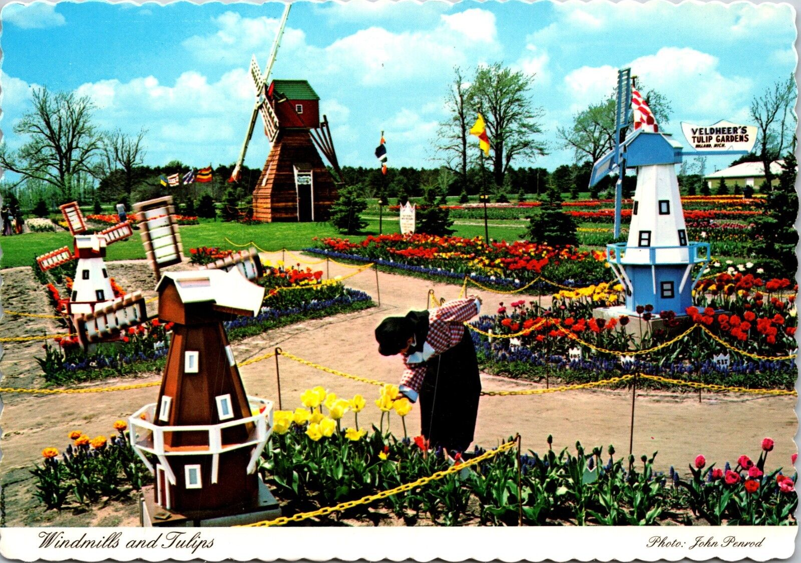 Windmills & Tulips Holland Michigan MI Continental 6x4 Postcard L66