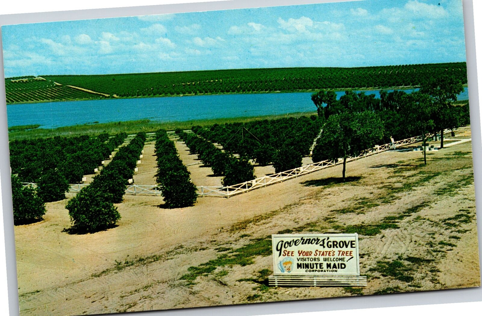 Clermont Florida~Governors Grove From Citrus Tower~Vintage Postcard