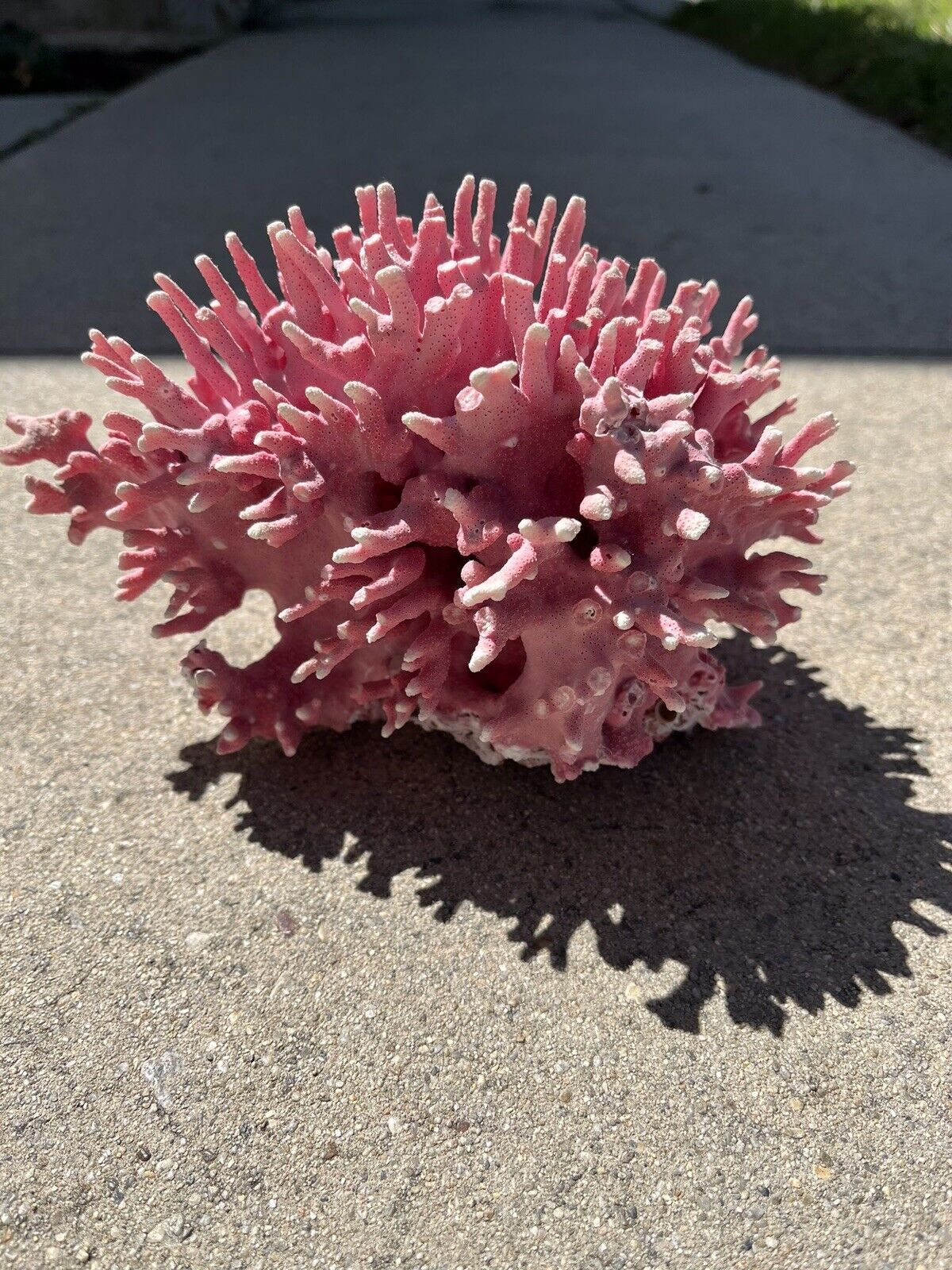 Extremely Rare Natural Allopora California Hydrocoral ( Pink Coral) 9” X 6”
