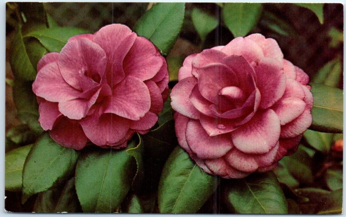 Postcard - Camellia