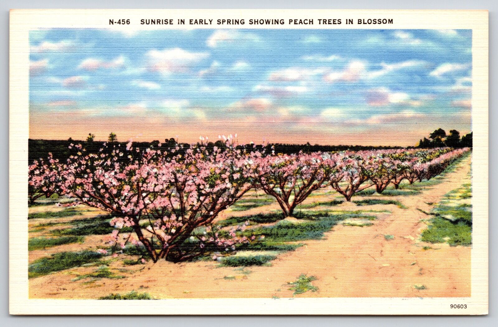Sunrise Scene In Early Spring & Peach Trees~Vintage Linen Postcard