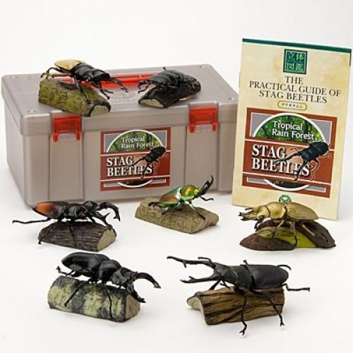 kt09135 Colorata Tropical Rain Forest Stag Beetles Solid Illustrated Real figure