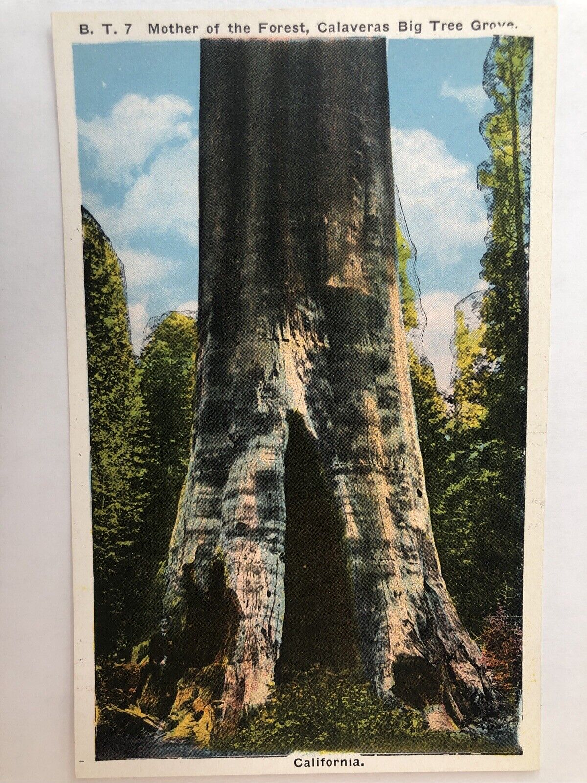 Mother Of The Forest Calaveras Big Tree Grove Calaveras County California-Ca