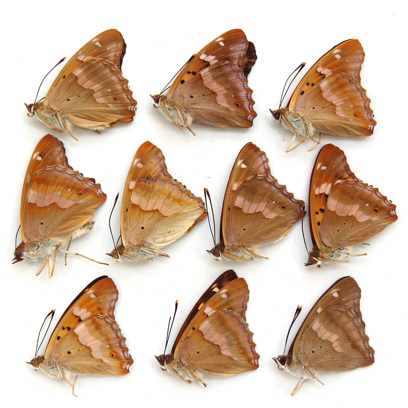 10 PC collection unmounted folded real butterfly nymphalidae apatura ilia A1 A1-