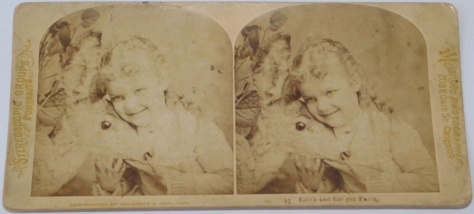 ATQ 1880's Child Little Girl & Pet Deer Fawn Chicago Portrait STEROVIEW PHOTO