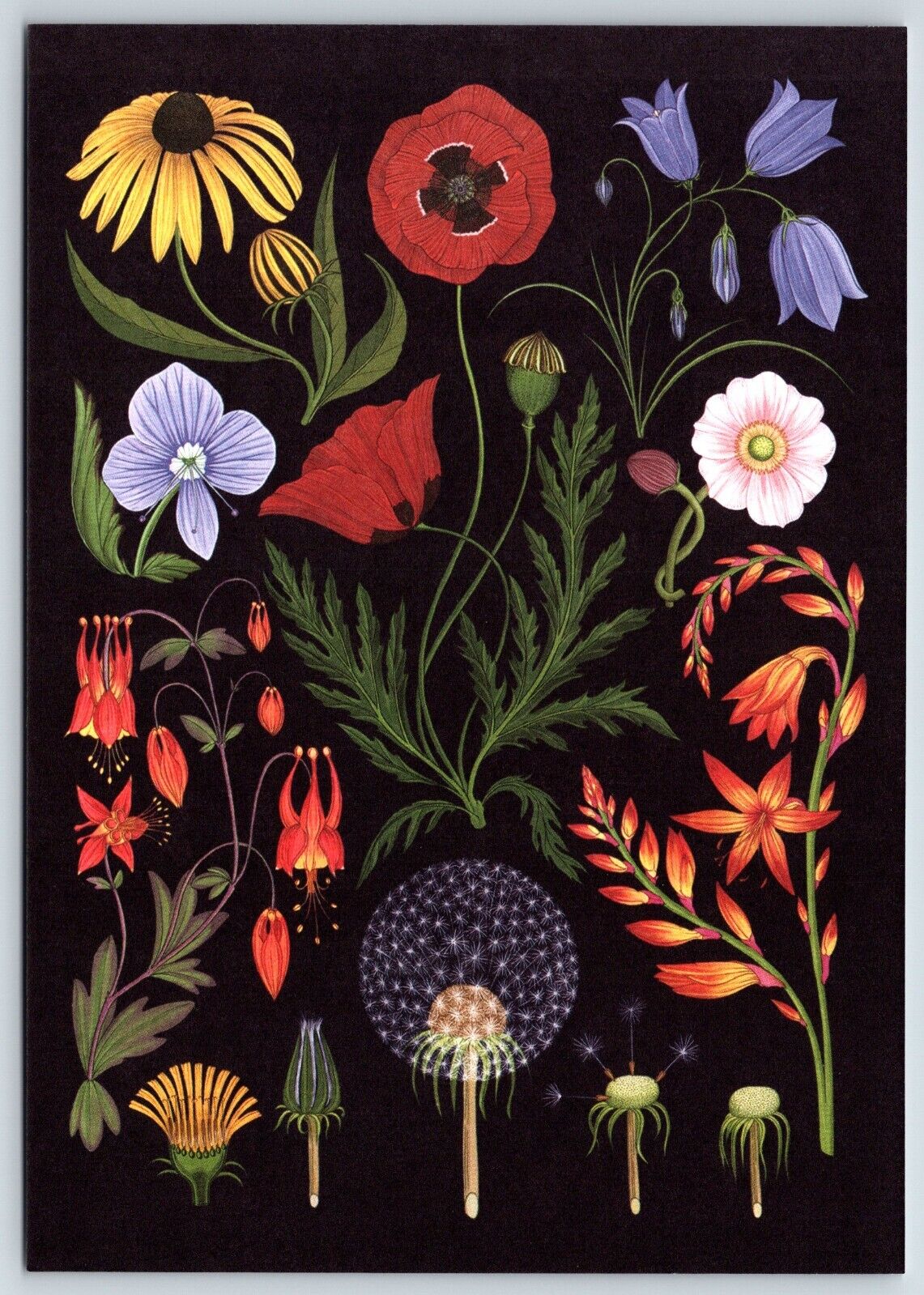 Postcard Kew Botanicum Wild Flowers Black Eyed Susan Poppy Dandelion Montbretia