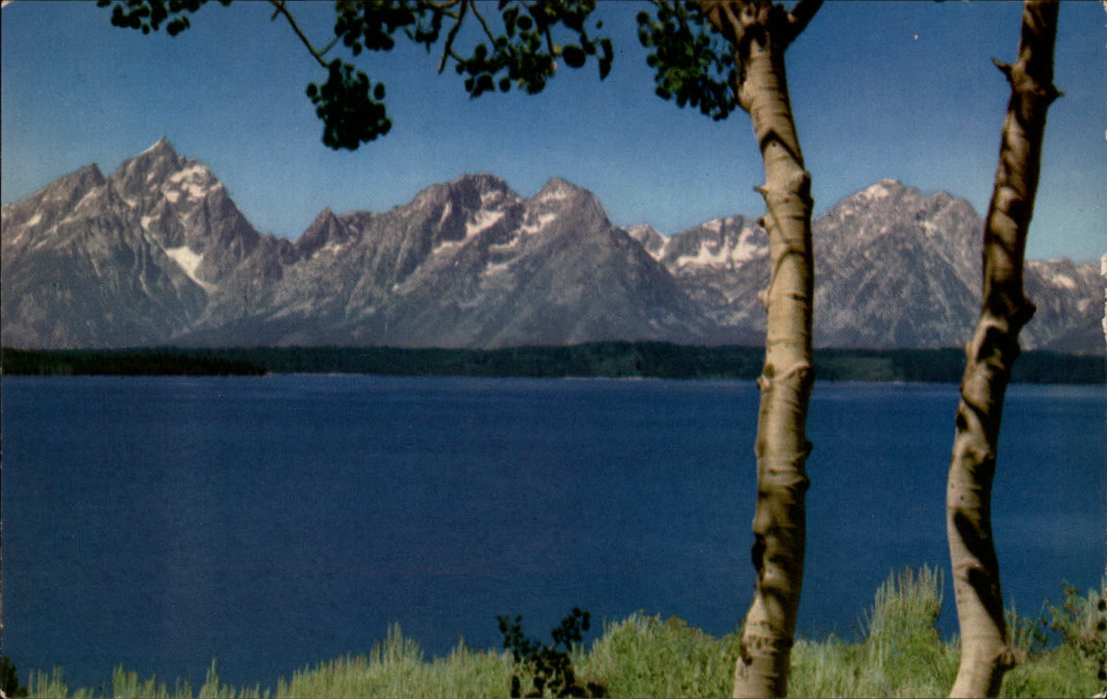Grand Tetons Wyoming ~ Jackson Lake ~ Aspen trees ~ 1950s vintage postcard