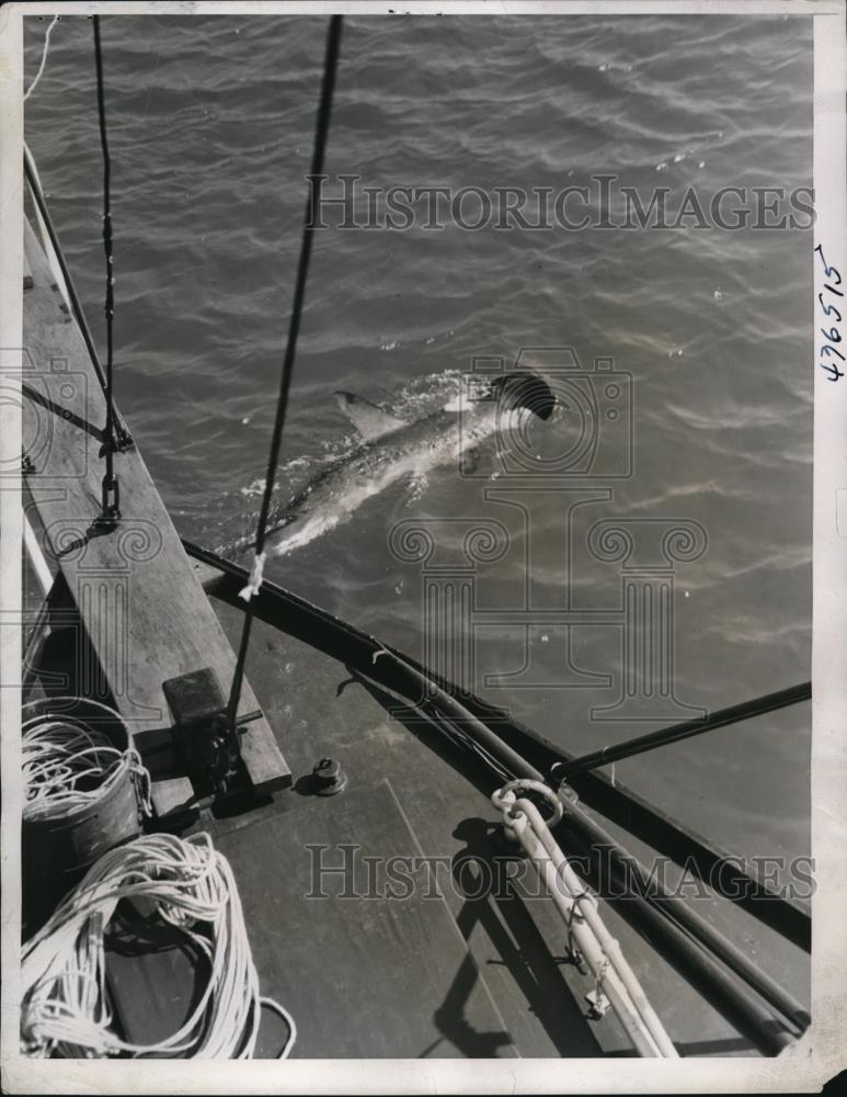 1938 Press Photo Hammerhead Shark off Coast of West Palm Beach, Florida.